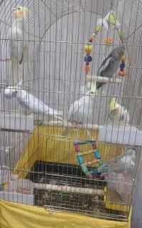 عروس هلندی