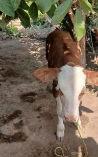 گوساله مونت سیمینتال اصل اصل بزری