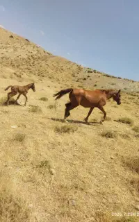 مادیان نژاد عرب