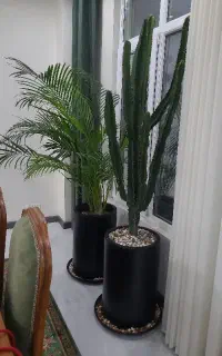 کاکتوس افوربیا و گیاه اریکا