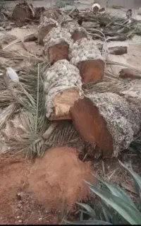 قطع درختان مزاحم شما