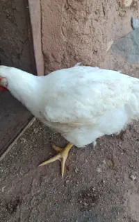 مرغ گوشتی چاق
