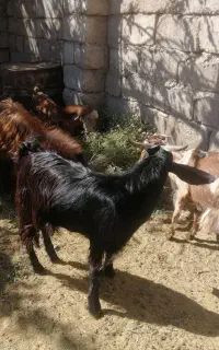 بز و کره