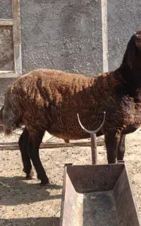 نرشیشک همو