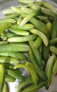 خیار درختی