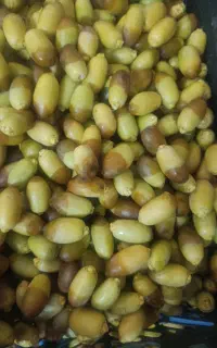 رطب سعمران