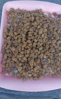 توت خشک