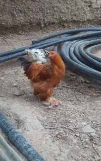 خروس برهما اصل از پدر مادر وارداتی