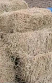 یونجه