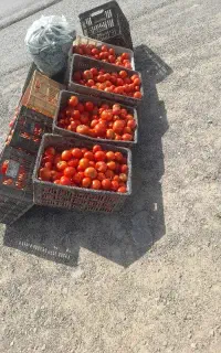 گوجه محلی ترش قوچان