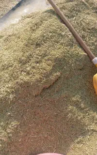 خارشتری