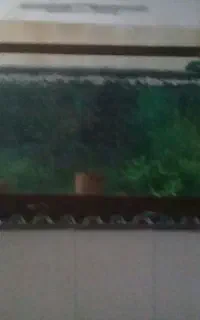 آکواریوم