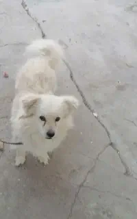 سگ پامرروباهی