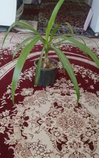 گل سوسن