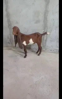 کهره پاکستانی نر