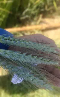 گندم بذر آبی میراکل