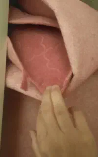 موکت