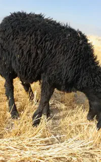 بره قوچ قزل گمشده مژدگانی ۱۰۰۰۰۰۰۰ ملیون
