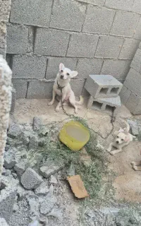 سگ پا کوتا نژاد دار