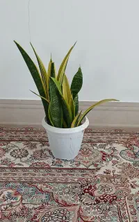 گل سانسوریا