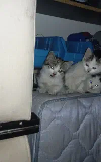 بچه گربه