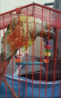 گرینچیک گمشده
