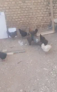 جوجه بومی