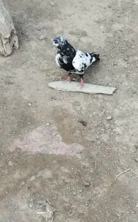 کبوتر