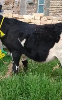 گوساله ماده دورگ
