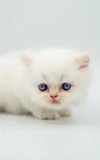 گربه