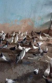 کبوتر یه جایی