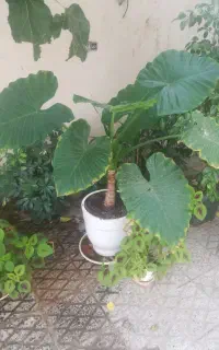 فروش گل