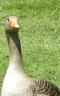 فروش  غاز ماده در بادوله