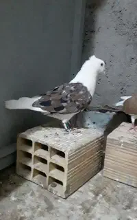 کبوتر .فنچ