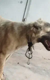 توله ۶ماهه سرابی
