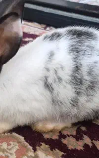 خرگوش