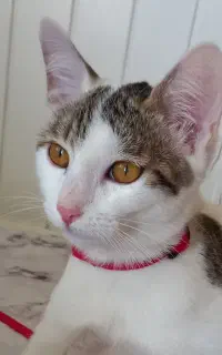 بچه گربه ۳ ماهه