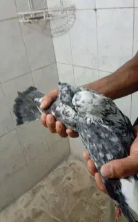 کبوتر پریشی