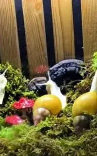 حلزون آلبینو