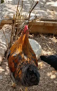 خروس خانگی