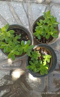 گلهای ارزان