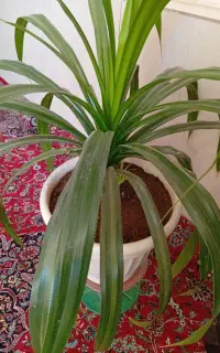 گل و گیاه