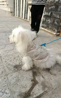 سگ خونگی