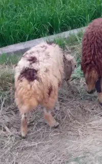 بره گوسفند 2 عدد نر و ماده
