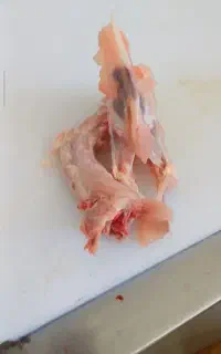 اسکلت مرغ
