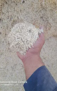 کاه
