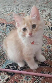 واگذاری گربه