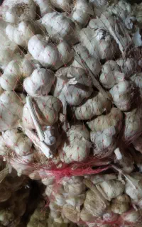 سیر درشت و سفید