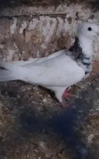 کبوتر طوقی