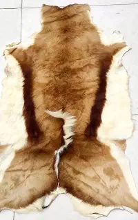 پوست دباغی شده اهو مناسب نوشتن دعاوحرز امام جواد